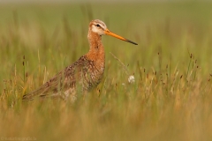 33 Uferschnepfe - Limosa limosa